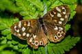 Speckled Wood Pararge aegeria tircis