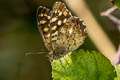 Speckled Wood Pararge aegeria tircis