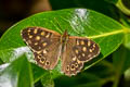 Speckled Wood Pararge aegeria tircis