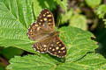 Speckled Wood Pararge aegeria tircis