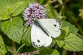 Veined White Pieris napi britannica (Green-veined White)