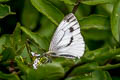 Veined White Pieris napi britannica (Green-veined White)