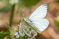 Veined White Pieris napi britannica (Green-veined White)