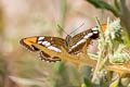 California Sister Adelpha californica