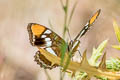 California Sister Adelpha californica