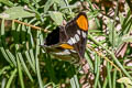 California Sister Adelpha californica