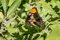 California Sister Adelpha californica