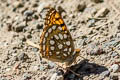 Callippe Fritillary Speyeria callippe ssp.