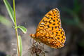 Callippe Fritillary Speyeria callippe ssp.