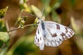 Checkered White Pontia protodice