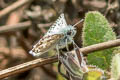 Common Checkered Skipper Pyrgus communis communis