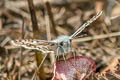 Common Checkered Skipper Pyrgus communis communis