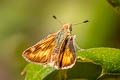 Fiery Skipper Hylephila phyleus phyleus