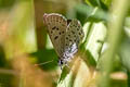 Greenish Blue Icaricia saepiolus ssp.