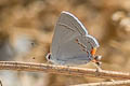 Grey Hairstreak Strymon melinus pudica