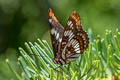 Lorquin's Admiral Limenitis lorquini lorquini