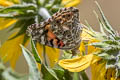 Painted Lady Vanessa cardui