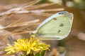 Small White Pieris rapae rapae