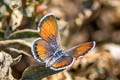 Western Pygmy Blue Brephidium exilis exilis