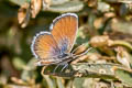 Western Pygmy Blue Brephidium exilis exilis