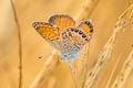 Western Pygmy Blue Brephidium exilis exilis