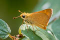 Woodland Skipper Ochlodes sylvanoides sylvanoides