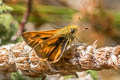 Woodland Skipper Ochlodes sylvanoides sylvanoides