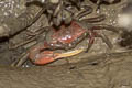 Pacific Mangrove Ghost Crab Ucides occidentalis