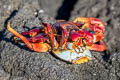 Sally Lightfoor Crab Grapsus grapsus