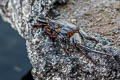 Sally Lightfoor Crab Grapsus grapsus