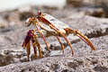 Sally Lightfoor Crab Grapsus grapsus