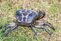 Bangkok Rice Paddy Crab Sayamia bangkokensis