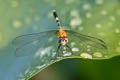 Common Blue-eye Anatya guttata