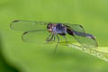 Black-winged Dragonlet Erythrodiplax funerea