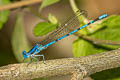 Argia inculta