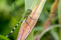 Great Pondhawk Erythemis vesiculosa