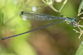 Bromeliad Helicopter Mecistogaster modesta