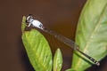 Variable Wisp Agriocnemis femina