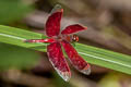 Red Percher Neurothemis ramburii