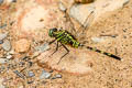 Green Skimmer Orthetrum serapia