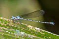 Swamp Dancer Argia indicatrix