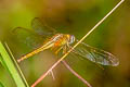 Ruddy Marsh Skimmer Crocothemis servilia