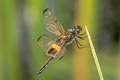 Yellow-barred Flutterer Rhyothemis phyllis