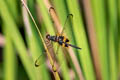 Yellow-barred Flutterer Rhyothemis phyllis