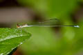 Aciagrion paludense