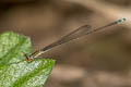 Aciagrion paludense