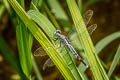 Trumpet-tail Acisoma panorpoides (Asian Pintail, Bulb-bodied Skimmer)