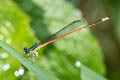 Variable Sprite Argiocnemis rubescens rubeola (Tiny Midget)