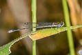 Variable Sprite Argiocnemis rubescens rubeola (Tiny Midget)