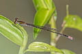 Variable Sprite Argiocnemis rubescens rubeola (Tiny Midget)